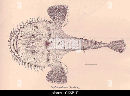 The anglerfish is a deep-sea species known for its bioluminescent lure ...