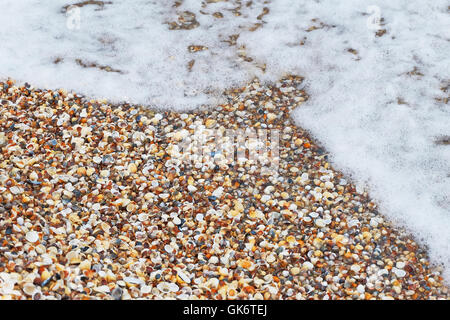 Waves over sea shells lying on coast during sunrise. Stock Photo
