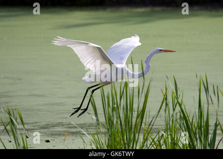 Great white egret flying over pond Stock Photo