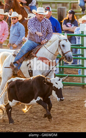 Rodeo cowboys on horseback competing in steer wrestling event, Chaffee County Fair & Rodeo, Salida, Colorado, USA Stock Photo