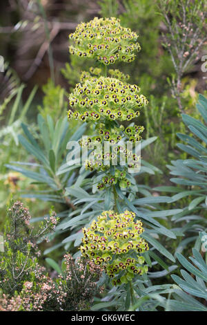 Large Mediterranean Spurge (Euphorbia characias) flower Stock Photo