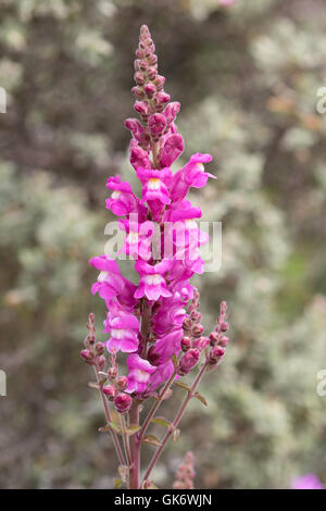 Common Snapdragon (Antirrhinum majus) flowers Stock Photo