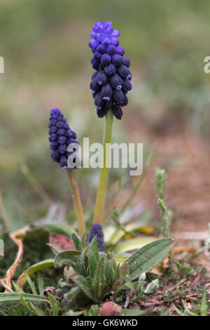 Grape Hyacinth (Muscari neglectum) flowers Stock Photo