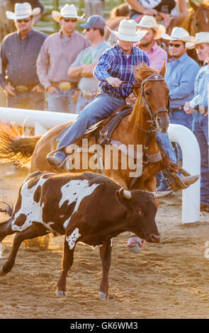 Rodeo cowboys on horseback competing in steer wrestling event, Chaffee County Fair & Rodeo, Salida, Colorado, USA Stock Photo