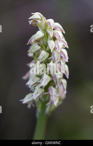 Dense-flowered Orchid (Neotinea maculata) flower Stock Photo
