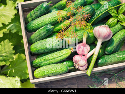 Cucumbers in wooden box Stock Photo