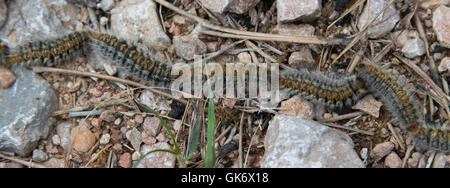 Pine Processionary moth (Thaumetopoea pityocampa) caterpillars following each other in a line Stock Photo