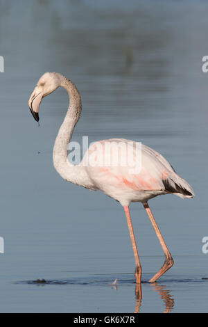 Greater Flamingo (Phoenicopterus ruber) Stock Photo