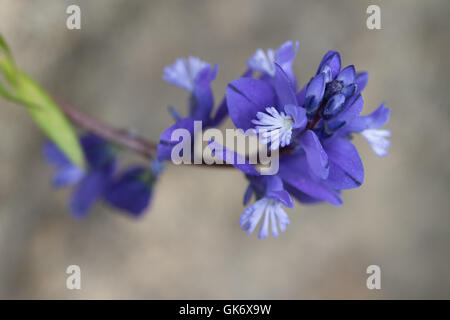 Common Milkwort (Polygala vulgaris) flower Stock Photo
