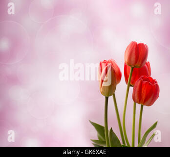 Five red tulips on light blured background Stock Photo