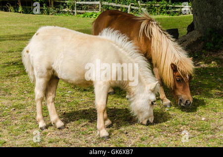 A couple of miniature ponies Stock Photo