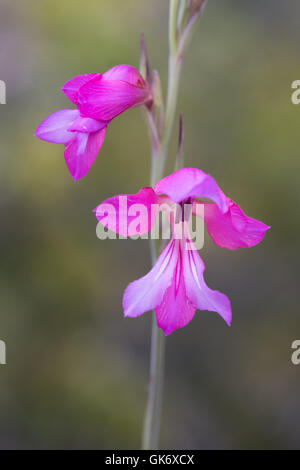 Three-leaved Gladiolus (Gladiolus triphyllum) Stock Photo