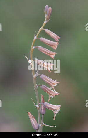 Brown Bluebell (Dipcadi serotinum) flower Stock Photo