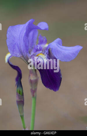 Bearded Iris (Iris x germanica) flower Stock Photo