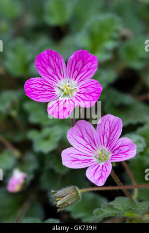 Close up of stork's bill flowers of the diminutive alpine, Erodium x variabile 'Bishop's Form' Stock Photo