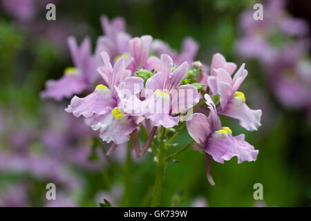 Scented summer flowers of the repeat blooming hardy perennial Nemesia denticulata 'Confetti' Stock Photo