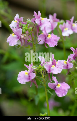 Scented summer flowers of the repeat blooming hardy perennial Nemesia denticulata 'Confetti' Stock Photo