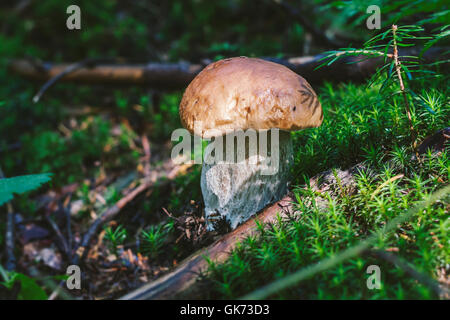 Boletus edulis in the forest litter Stock Photo