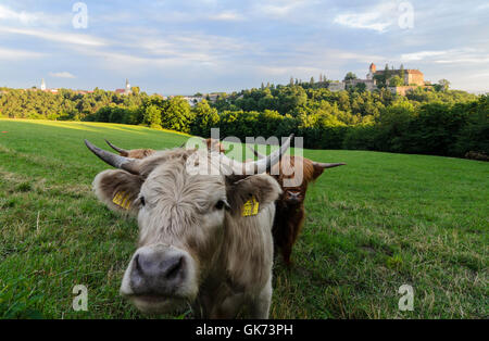 Bernstein: Scottish Highland cattle and a Grey Cattle Cow at Bernstein Castle, Austria, Burgenland, Stock Photo