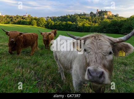 Bernstein: Scottish Highland cattle and a Grey Cattle Cow at Bernstein Castle, Austria, Burgenland, Stock Photo