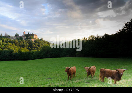 Bernstein: Scottish Highland cattle and a Grey Cattle Cow at Bernstein Castle, Austria, Burgenland, Stock Photo