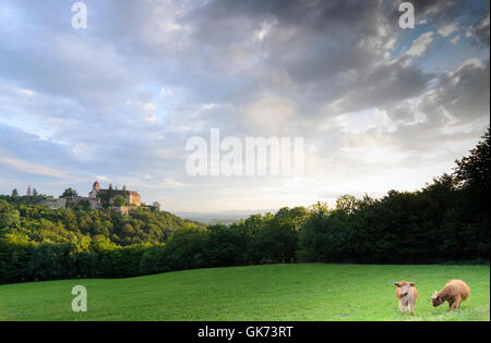 Bernstein: Scottish Highland cattle and a Grey Cattle Cow at Bernstein Castle, Austria, Burgenland, Stock Photo