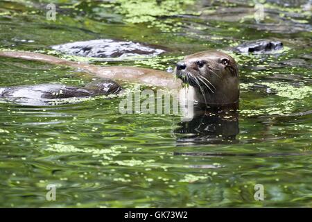 curiosity otter fresh water Stock Photo