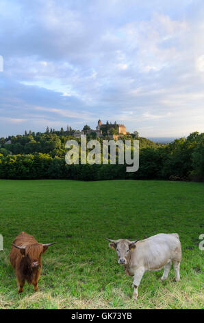 Bernstein: Scottish Highland cattle and a Grey Cattle Cow at Bernstein Castle, Austria, Burgenland, Stock Photo