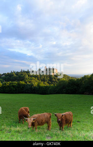 Bernstein: Scottish Highland cattle and a Grey Cattle Cow at Bernstein Castle, Austria, Burgenland, Stock Photo