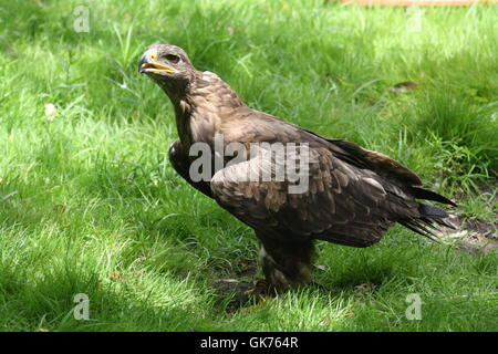 the tawny eagle Stock Photo