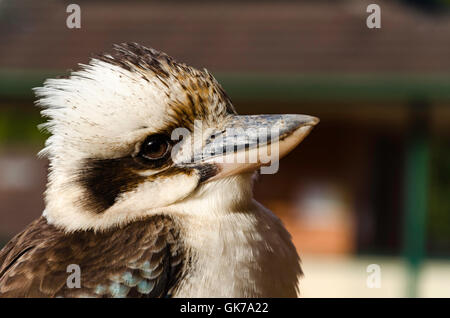 A close up of a Laughing Kookaburra (Dacelo novaeguineae) in an urban setting in Australia, side on looking at the camera Stock Photo