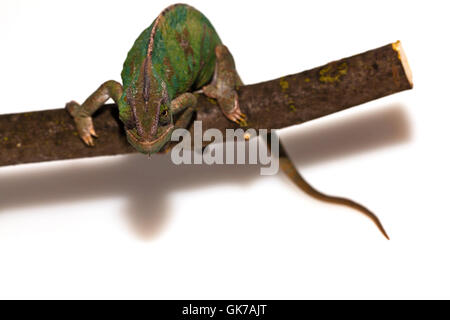 chameleon Stock Photo