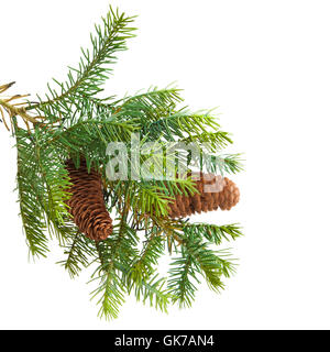 pine cone with branch. cones in pine tree branch isolated on the white backgroun Stock Photo