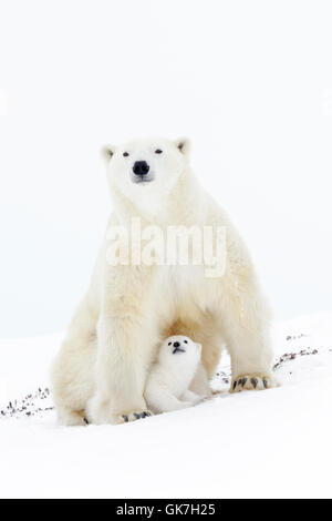 Polar bear mother (Ursus maritimus) sitting up, looking at camera, with new born cub, Wapusk National Park, Manitoba, Canada Stock Photo