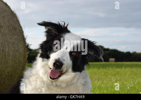Sheepdog at rest Summer harvesting of silage into bales in  Welsh countryside UK Stock Photo