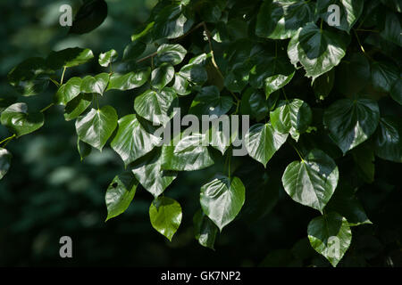 Caucasian linden (Tilia euchlora), also known as the Crimean linden. Stock Photo