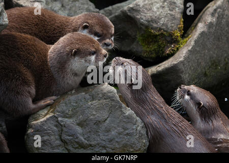 Oriental small-clawed otter (Amblonyx cinerea), also known as the Asian small-clawed otter. Wildlife animal. Stock Photo