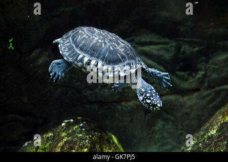 Black pond turtle (Geoclemys hamiltonii), also known as the Indian spotted turtle. Wildlife animal. Stock Photo