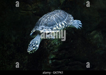 Black pond turtle (Geoclemys hamiltonii), also known as the Indian spotted turtle. Wildlife animal. Stock Photo