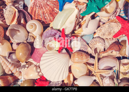 Sea shells background decoration Stock Photo