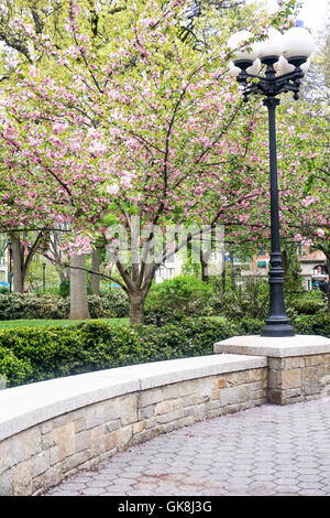 blossoming cherry tree next to reproduction vintage cast iron lamp post with decorative crown holding light globes Union Square Stock Photo