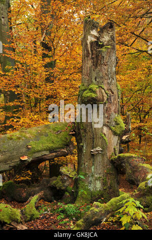 book mushrooms beech forest Stock Photo