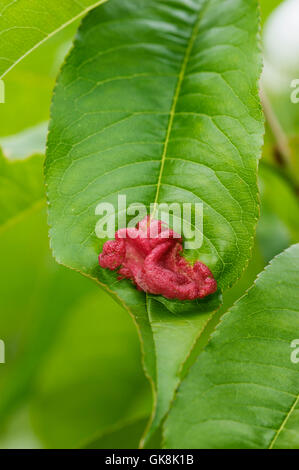 Peach leaf curl (Taphrina deformans) symptoms on peach leaf Stock Photo