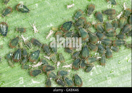 Oat aphids (Rhopalosiphum padi) on corn leaf Stock Photo