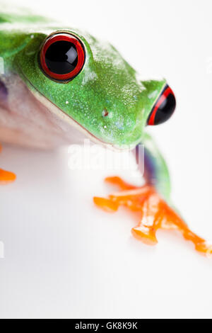 animal pet amphibian Stock Photo