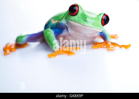 animal pet amphibian Stock Photo