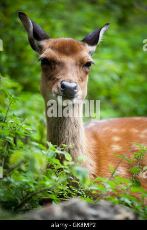 Endo Peak Reviews: Male Enhancement Supplement Pros and Cons