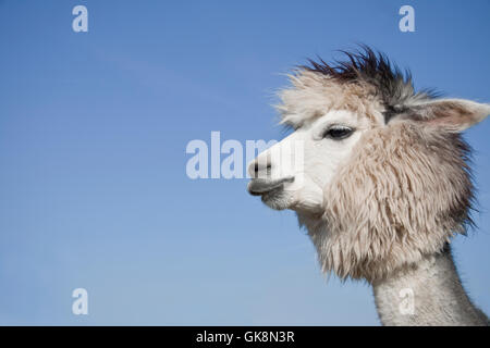 alpaca Stock Photo