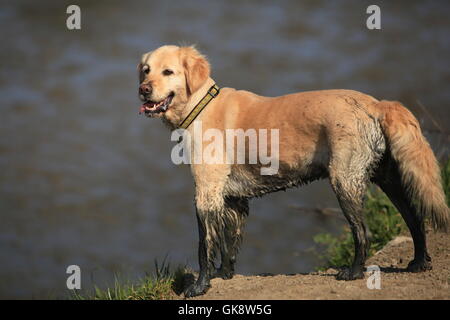 Happy Golden Retriever dog with muddy legs stands by water Stock Photo