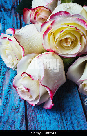 Pink White Roses On Blue Boards Stock Photo